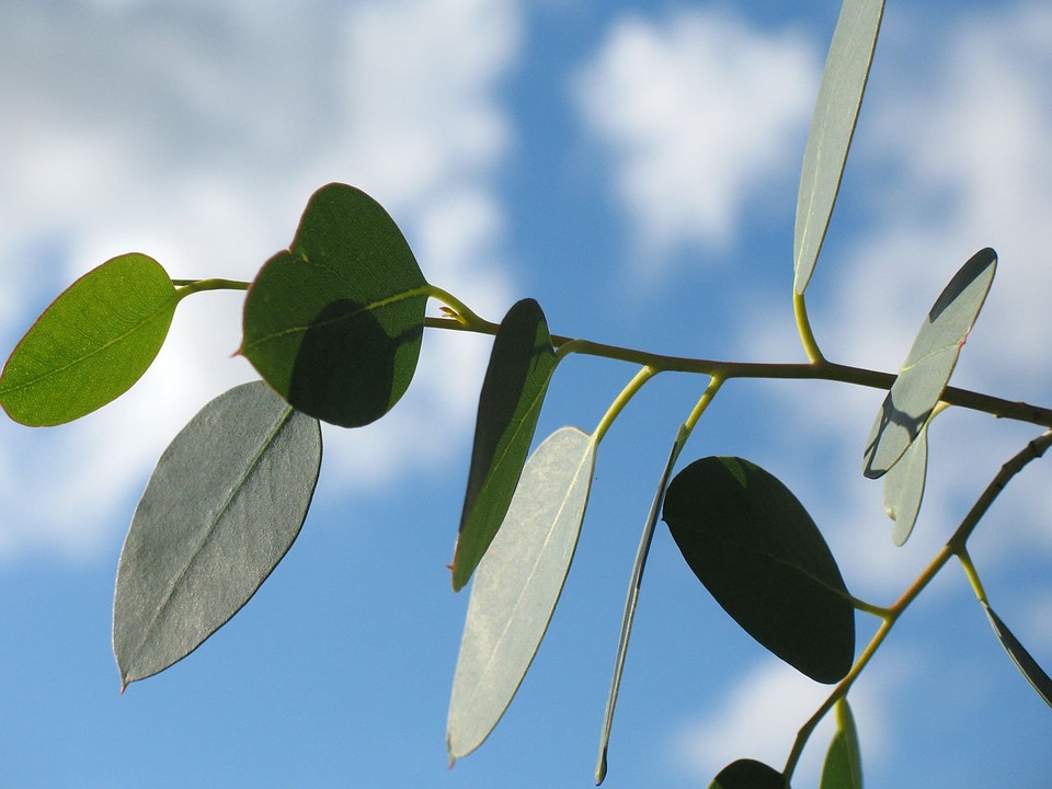 feuille-eucalyptus