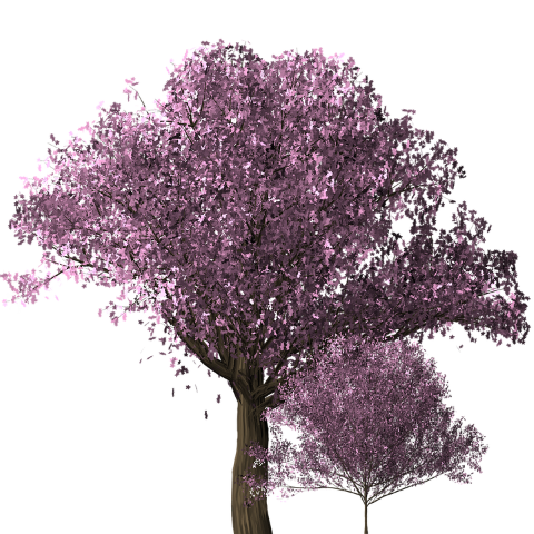 silhouette-cerisier