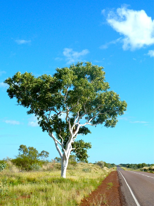 silhouette-eucalyptus